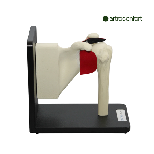 SAWBONES ENSAMBLE DE HOMBRO EN BASE CON PARTES REEMPLAZABLES CORTICAL DE ESPUMA