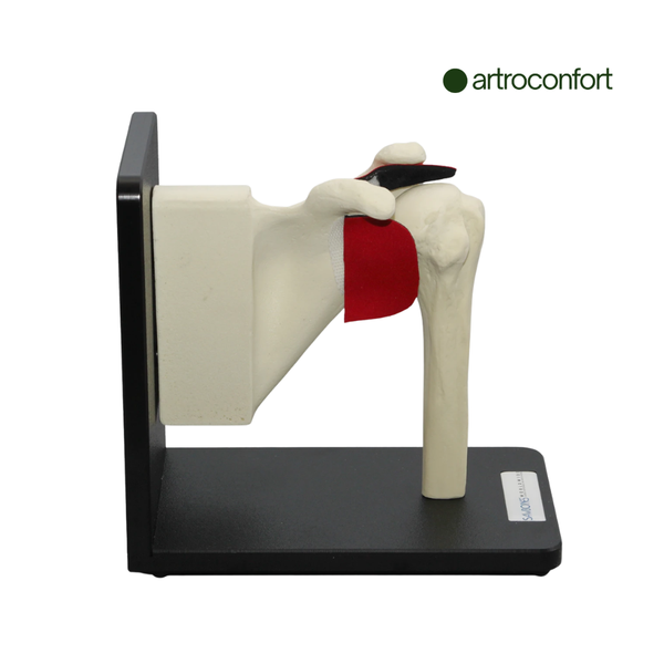 SAWBONES ENSAMBLE DE HOMBRO EN BASE CON PARTES REEMPLAZABLES CORTICAL DE ESPUMA
