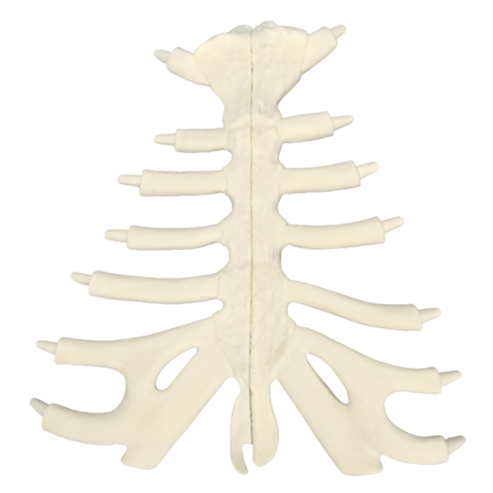 ESTERNÓN, CONJUNTO DIVIDIDO, ESPUMA SÓLIDA SAWBONES