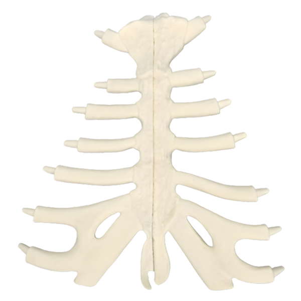 Modelo de esternón dividido Sawbones, espuma sólida