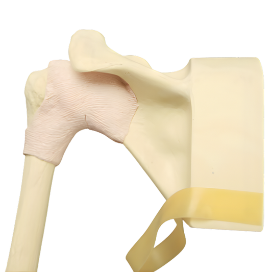 INSERTO DE HOMBRO PARA SIMULADOR DE ARTROSCOPIA SCR N.º 1509-37-3, ESPUMA SÓLIDA SAWBONES