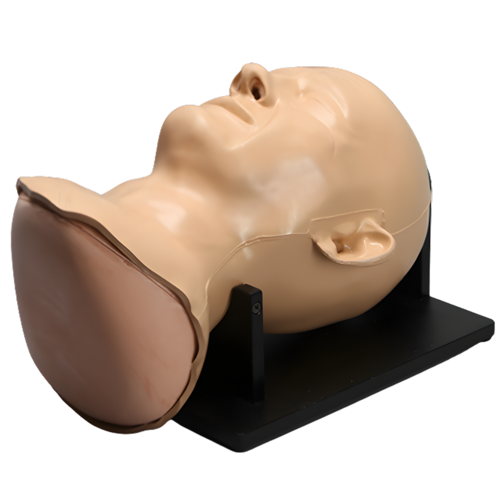 CRÁNEO COMPLETO CON SENO, MÚSCULOS Y PIEL SAWBONES