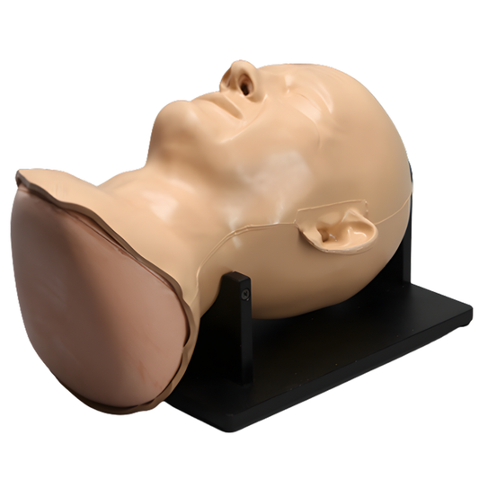 CRÁNEO COMPLETO CON SENO, MÚSCULOS Y PIEL SAWBONES