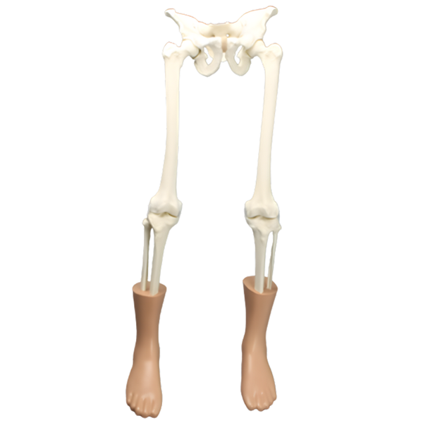 Modelo de cadera y pierna con tejido blando Sawbones