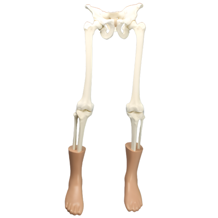 Modelo de cadera y pierna con tejido blando Sawbones