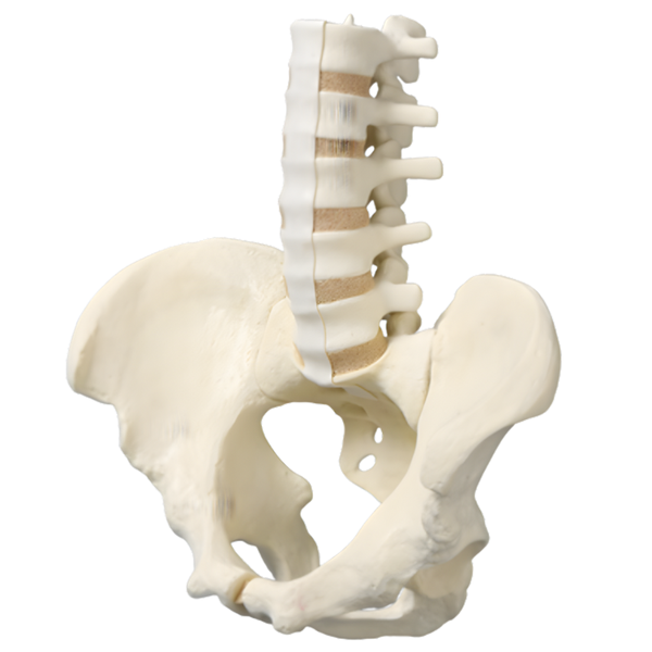 Modelo de columna lumbar y pelvis masculina Sawbones, cortical de espuma
