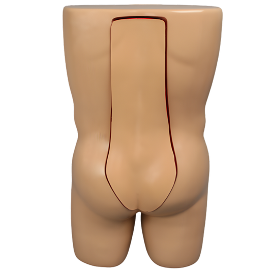 TRONCO PARA VERTEBROPLASTIA CON MODELO DE COLUMNA SAWBONES