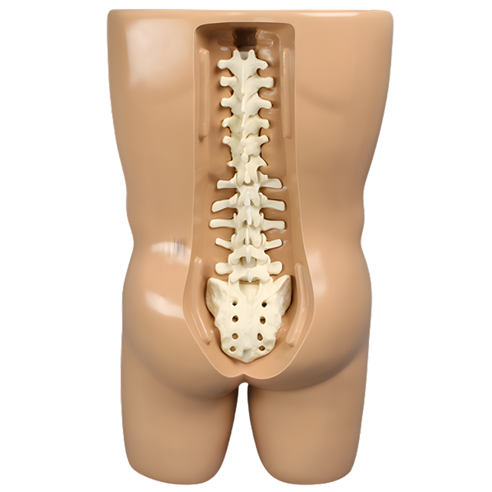 TRONCO PARA VERTEBROPLASTIA CON MODELO DE COLUMNA SAWBONES
