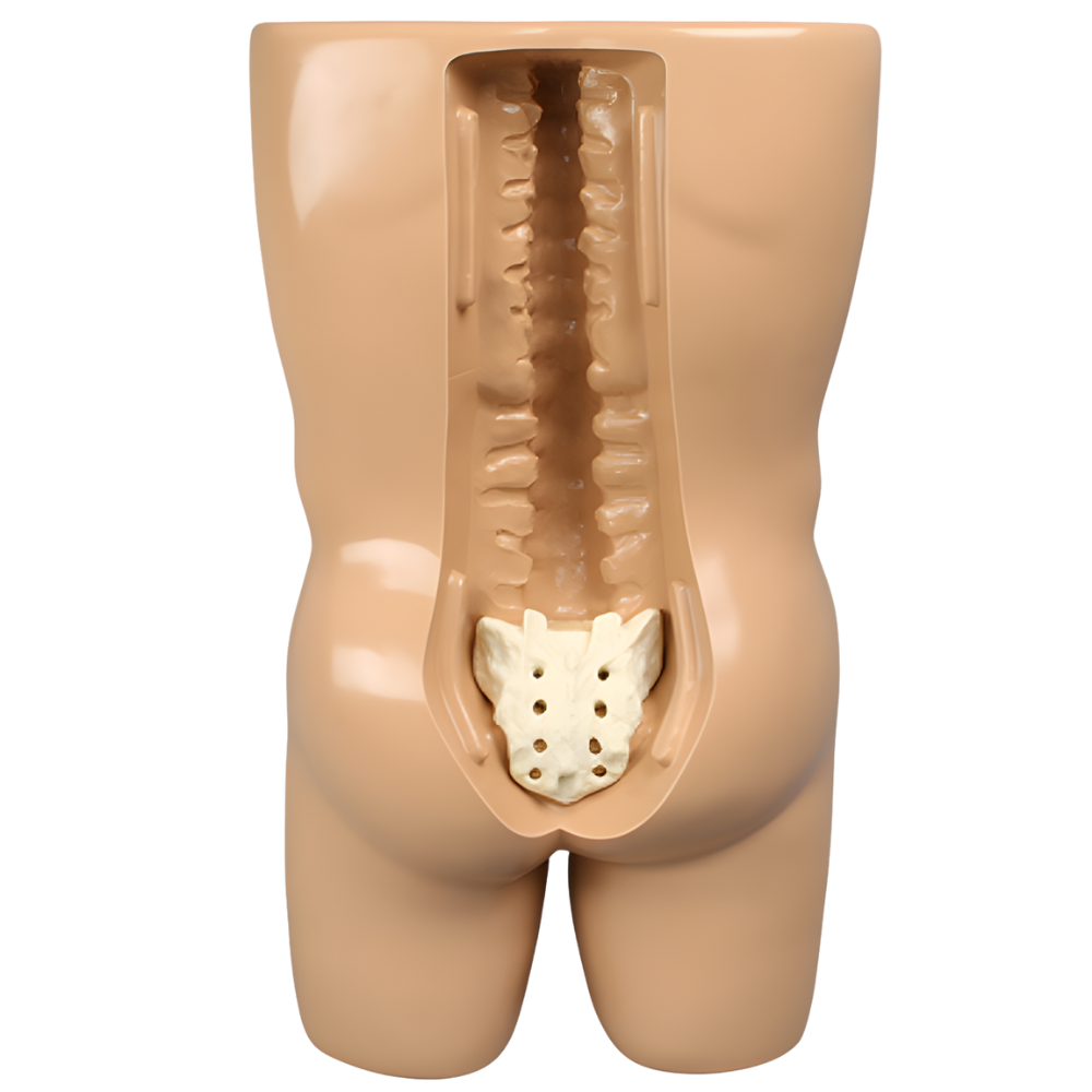 TRONCO PARA VERTEBROPLASTIA CON MODELO DE COLUMNA SAWBONES