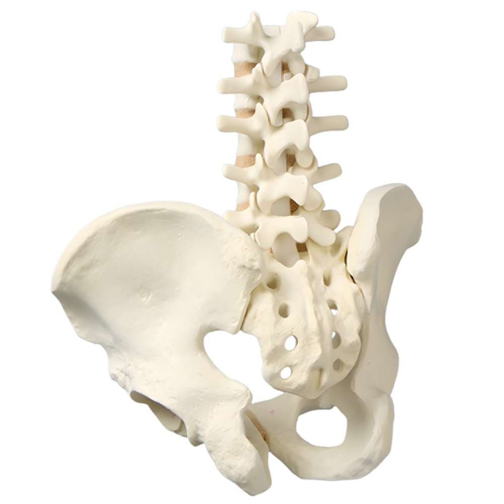 COLUMNA LUMBAR CON PELVIS COMPLETA MASCULINA, CORTICAL DE ESPUMA SAWBONES