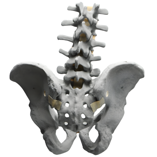 COLUMNA LUMBAR CON PELVIS COMPLETA MASCULINA, RADIOPACA SAWBONES