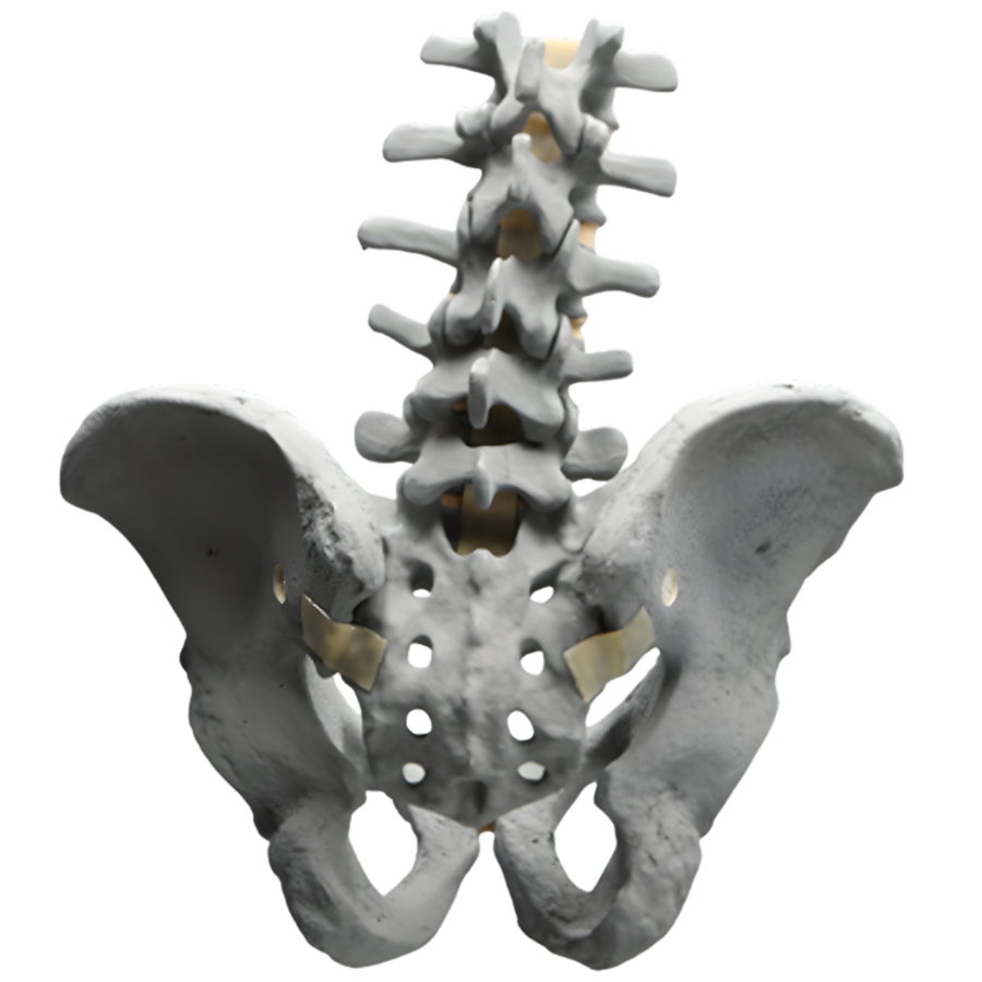 Modelo radiopaco de columna lumbar y pelvis masculina Sawbones