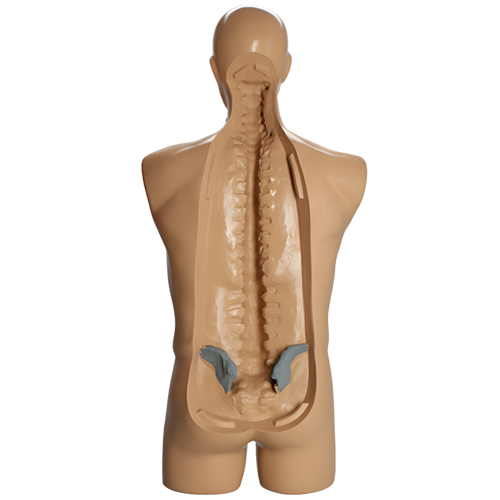 TORSO COMPLETO, SOPORTE DE COLUMNA CON CRESTAS ILÍACAS RADIOPACAS SAWBONES