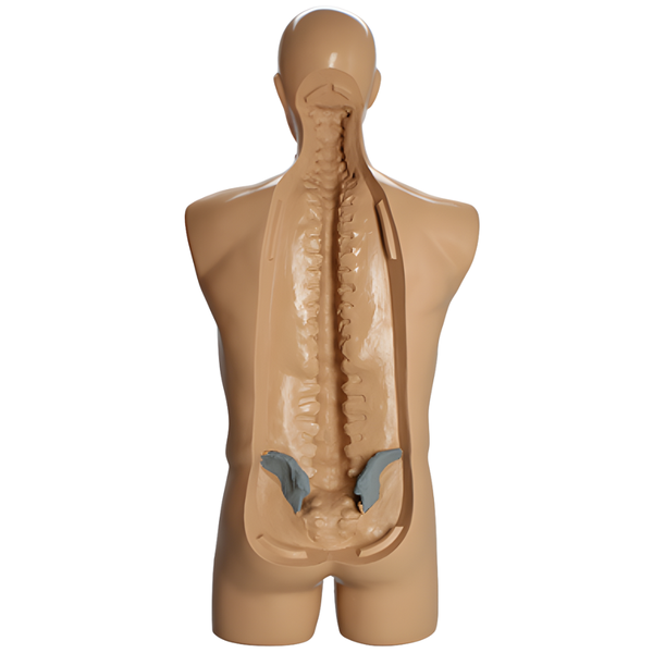 Modelo de torso completo con columna y crestas ilíacas radiopacas Sawbones