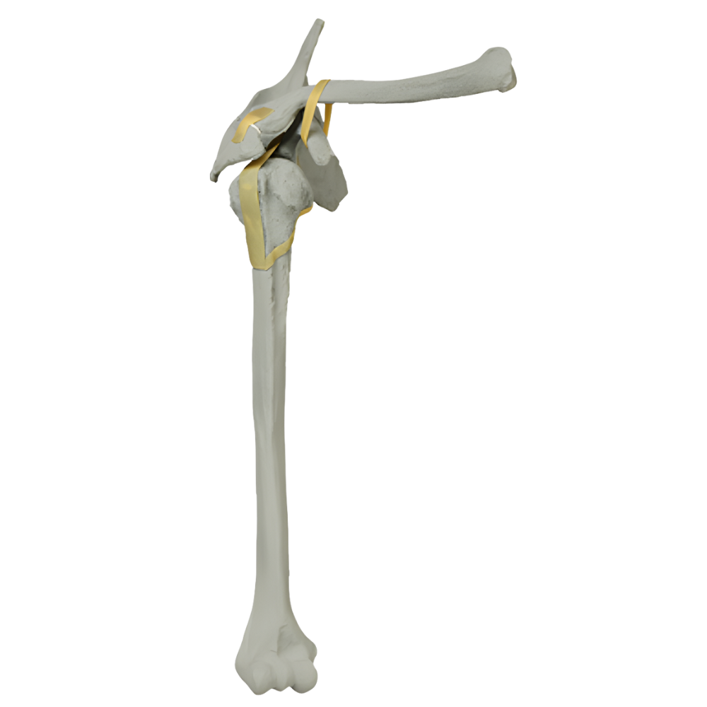 HOMBRO CON PROPIEDADES RADIOPACAS, DERECHO SAWBONES