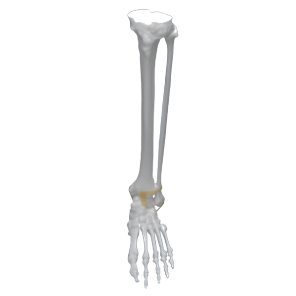 Modelo de pie y tobillo izquierdo Sawbones, cortical de plástico