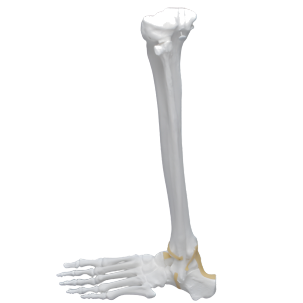 PIE Y TOBILLO, CORTICAL DE PLÁSTICO, IZQUIERDO SAWBONES