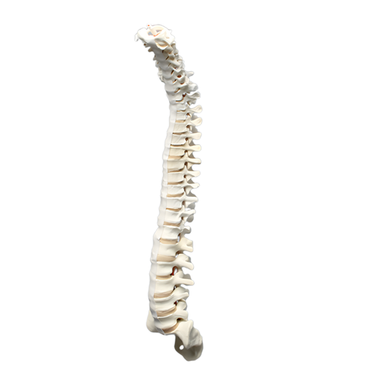 COLUMNA VERTEBRAL COMPLETA, ESPUMA SÓLIDA SAWBONES
