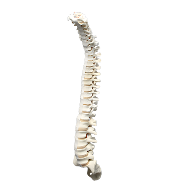 Modelo de columna vertebral completa Sawbones, espuma sólida